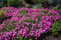 Demonstration Garden - Donohoe Center