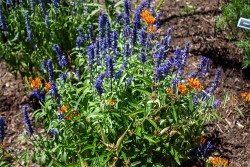 Demonstration Garden - Donohoe Center