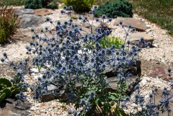 Demonstration Garden - Donohoe Center