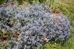 Demonstration Garden - Donohoe Center