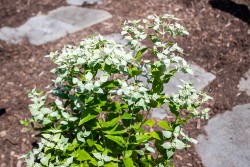 Demonstration Garden - Donohoe Center
