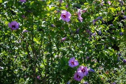 Demonstration Garden - Donohoe Center