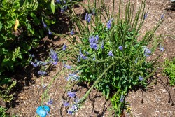 Demonstration Garden - Donohoe Center